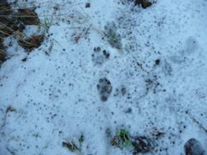 Otter prints on snow beside River Almond