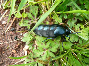 Violet oil beetle