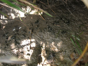 Water vole latrine with footprints