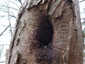 Woodpecker hole Woodpecker hole