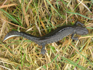 Species such as great crested newt require to be identified at an early stage in order to ensure legal
compliance