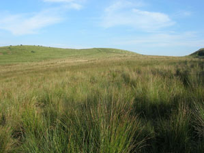 Proposed site of wind turbine on rocky knoll with improved grassland