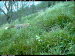 Fox at a badger sett