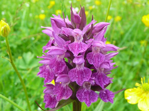 Haddo Country Park orchird