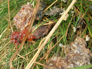 Otter spraint with salmon roe and skin